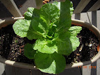 11 week Chinese cabbage - ate the bigger one of this pair already