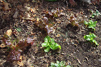 9 week korean curl lettuces and a tiny spinach upper right