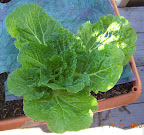 13 week chinese cabbage - picked the other in this tub, and removed outer, aphid-encrusted leaves from this one