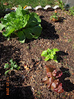 13 week chinese cabbage, 10 week spinach and Korean curl lettuces - ate the rest