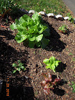 14 week Chinese cabbage, 11 week spinach and Korean curl lettuces - picked lettuces today