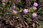 day of first crocus blooms! :)
