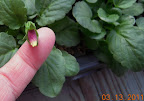8 week pansies, first bud (pandora's box - fastest growing, smallest bloom variety of the three)