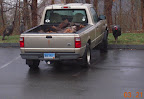 wild turkey visit