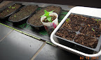 vinca & impatiens flats, a vinca, chard 6-pack - trying for all different colors of chard