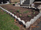 11 week pansies - planted out - very rootbound! but it's been cold