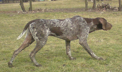 Курцхаар - Универсалното ловно кучe - БГ Лов Форум - Страница 381