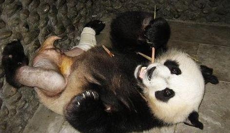 功夫熊貓，Kung Fu Panda，kuso圖文，panda,wiki,貼圖