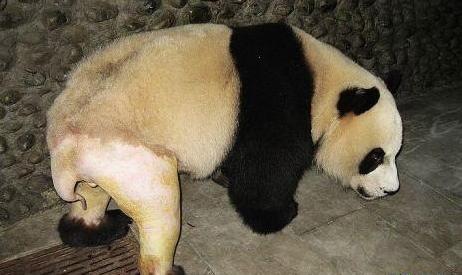功夫熊貓，Kung Fu Panda，kuso圖文，panda,wiki,貼圖