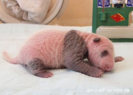 功夫熊貓，Kung Fu Panda，kuso圖文，panda,wiki,貼圖