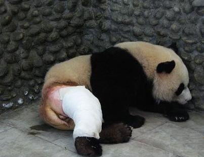 功夫熊貓，Kung Fu Panda，kuso圖文，panda,wiki,貼圖