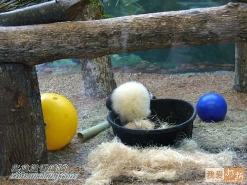 功夫熊貓，Kung Fu Panda，kuso圖文，panda,wiki,貼圖