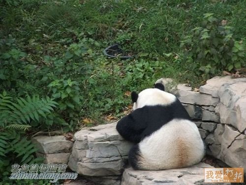功夫熊貓，Kung Fu Panda，kuso圖文，panda,wiki,貼圖