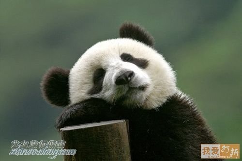 功夫熊貓，Kung Fu Panda，kuso圖文，panda,wiki,貼圖