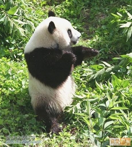 功夫熊貓，Kung Fu Panda，kuso圖文，panda,wiki,貼圖