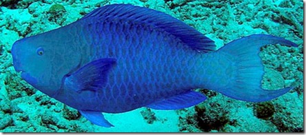 budiaoazul budiaoazul