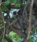 Sri Lanka 2010 Unawatuna to Yala National Park Slideshow