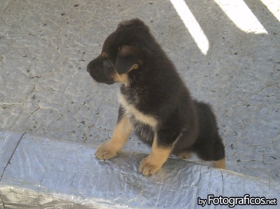 perro-cachorro        