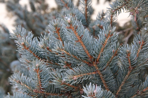 IMAGE: http://lh5.ggpht.com/_VU8VLNoKur4/S3no8KCPqOI/AAAAAAAAArY/hp4VjrR3Ddo/IMG_7098.jpg