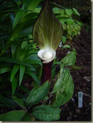 Arisaema%20sikokianum%201