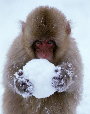 [monkey_and_snowball[4].jpg]