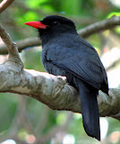 Black-fronted-Nunbird-jc.jpg