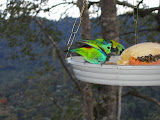 IMG_9819.JPG