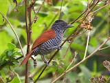 chestnut-backed-antshrike-na.jpg