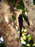 White-Woodpecker-na.jpg