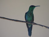 IMG_0155.JPG