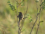 IMG_0677.JPG