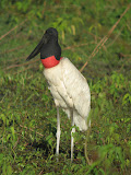 IMG_0829.JPG