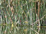 IMG_0784.JPG