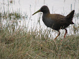 IMG_0799.JPG