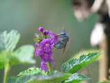 IMG_0936.JPG