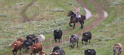 Picasa Web Albums - CHARI MATEO - TOROS DE LIDIA Picasa Web Albums - CHARI MATEO - TOROS DE LIDIA