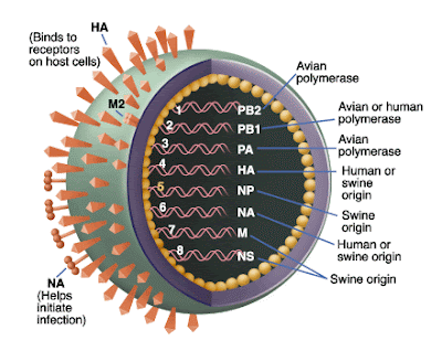 Do I Have the Swine Flu?