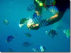 fish feeding fish feeding
