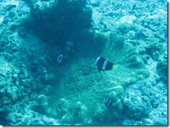 nemo2 nemo2