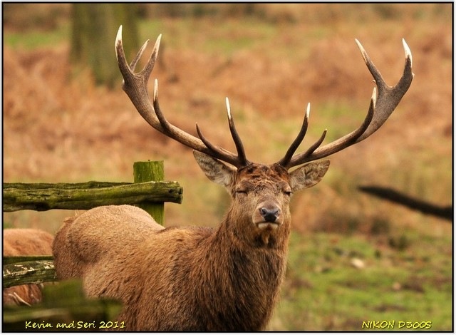 [Bradgate Park D300s  05-03-2011 15-31-08[3].jpg]