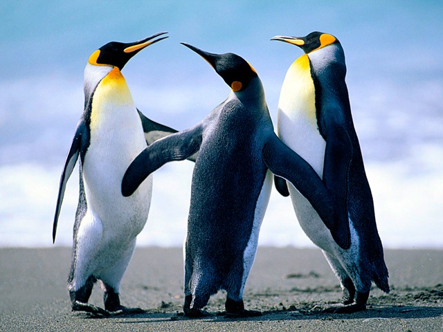[Penguins[4].jpg]