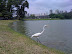 Gar�a - Ibirapuera, S�o Paulo, Brasil