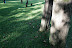 Pinheiros - Fotos verdes