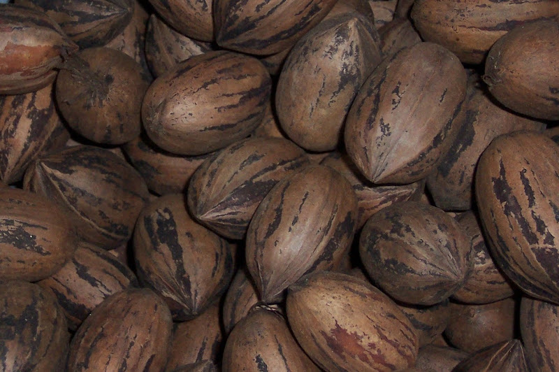 In The Garden Pecans And The Pecan Weevil