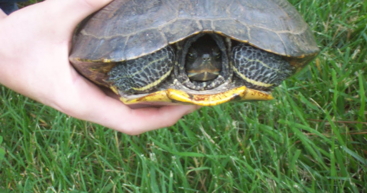 In the Garden Turtles? In the Garden