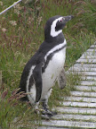 Ein kleiner Pinguin