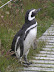 Ein kleiner Pinguin