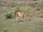 Guanaco