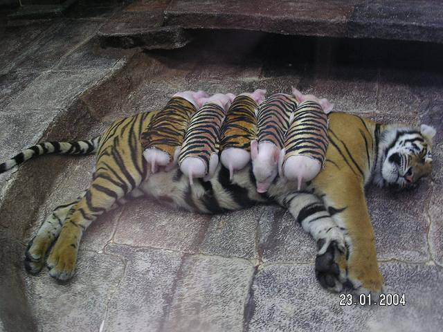 [tigerpig2.png]