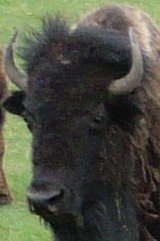 [buffalo2[2].jpg]